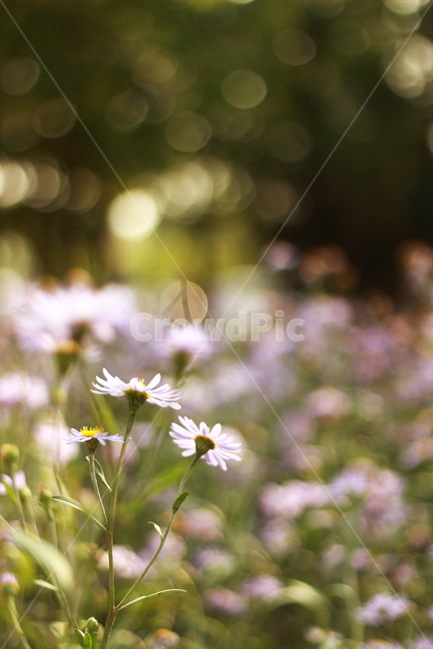 봄,꽃,꽃밭,호수공원,공원,일산호수공원,자연,식물,감성,감성사진,봄,계절,spring,season,식물,자연,plants,nature,꽃,flower,감성,sensible,feeling,plant,blossom,daisy,데이지,daisies