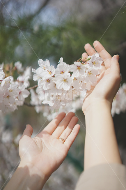 벚꽃,사쿠라,봄꽃,봄,spring,cherryblossom,손,하얀벚꽃,흰벚꽃,봄,계절,spring,season,식물,자연,plants,nature,꽃,flower,사람,인물,인간,human,person,신체일부,몸,body,감성,sensible,feeling,plant