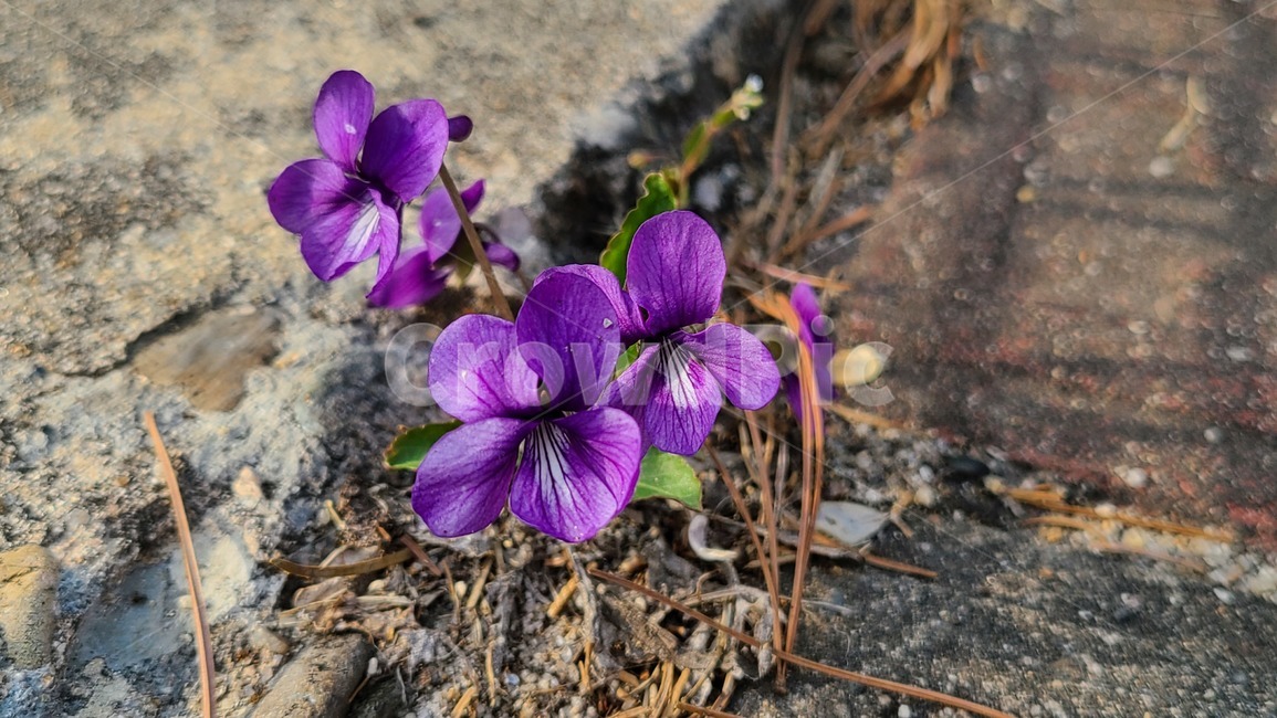 들꽃,야생화,보라색,보라,꽃,봄,봄꽃,보라색꽃,plant,flower,식물