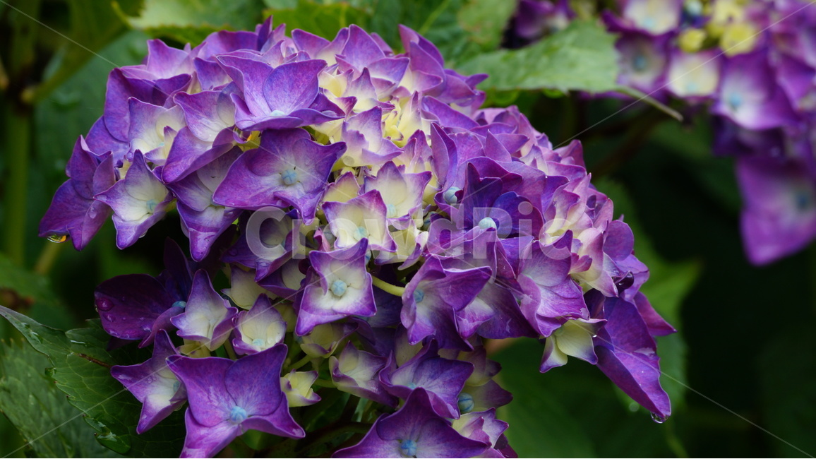 수국,꽃,꽃사진,식물,자연,식물,자연,plants,nature,꽃,flower