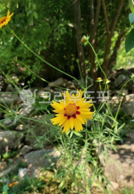 큰금계국,국화과,기생초속,lanceolata,flower,꽃,petal,꽃잎,vegetation,초목,herbs,허브,leaf,잎,금계국