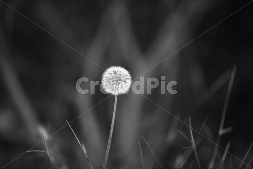 민들레,들풀,야경,식물,botanical,dandelion,nightview,식물,자연,plants,nature,꽃,flower,흑백,모노톤,monochrome,black and white