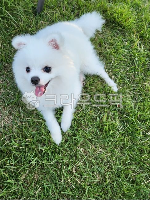 강아지,산책,포메라니안,잔디밭,웃는강아지