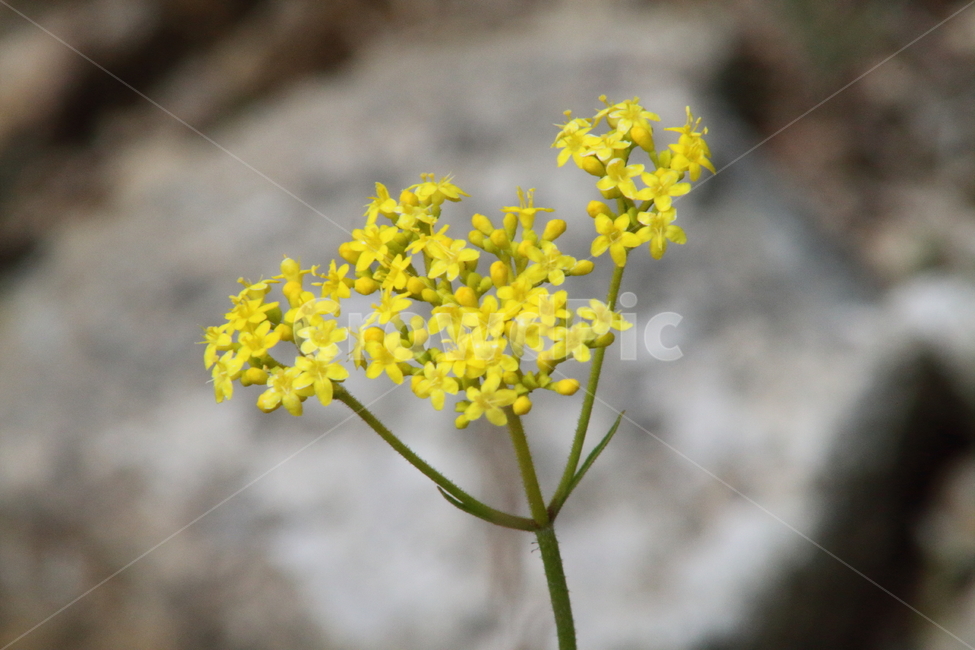 마타리,가양취,야생화,꽃,goldenlacepatrinia,식물,자연,plants,nature,꽃,flower