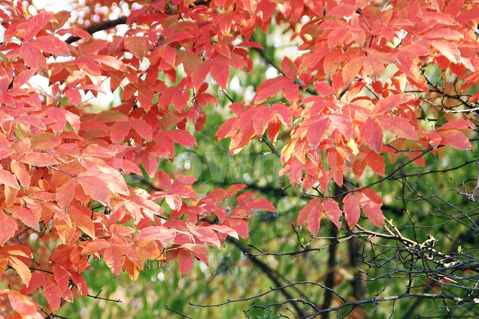 가을,자연,단풍나무,낙엽,빨간색,나무,가을풍경,풍경,nature,autumn,landscape,red,leaves,tree,햇살,sunshine,배경화면,가을단풍,background,redandgreen,가을,계절,fall,autumn,season,식물,자연,plants,nature,leaf,잎,plant,maple,단풍