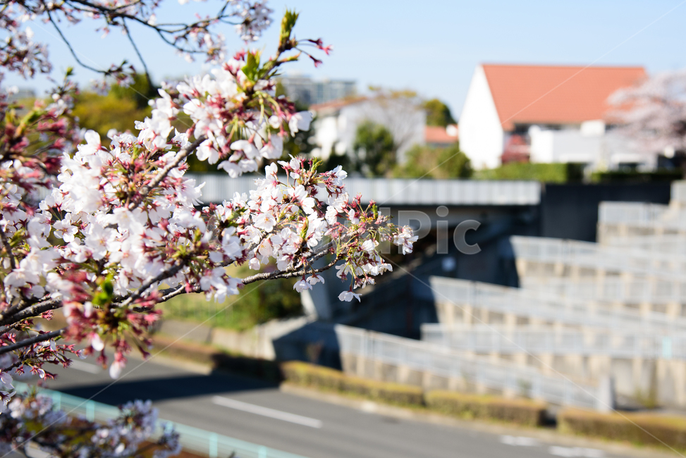 벚꽃,봄,봄꽃,꽃,식물,자연,핑크,핑크색꽃,계절,시즌,spring,春,スプリング,桜,벚나무,봄,계절,spring,season,식물,자연,plants,nature,꽃,flower,plant,blossom