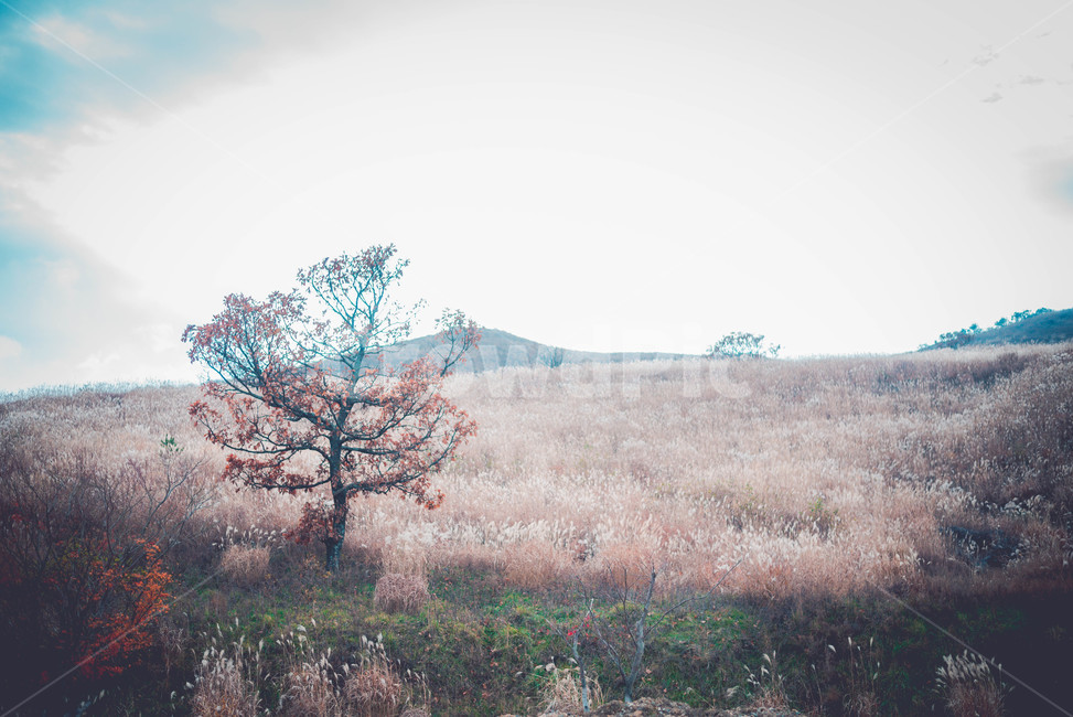 plant,식물,억새,나무,자연,자연,풍경,nature,landscape