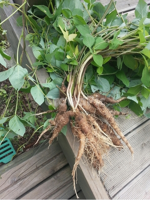 자연,식물,더덕,자연산,약재,식물,자연,plants,nature,채소,야채,vegetables