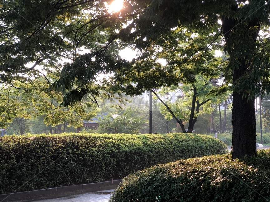 공원,여름,햇살,햇빛,초록,소나무,초록나무
