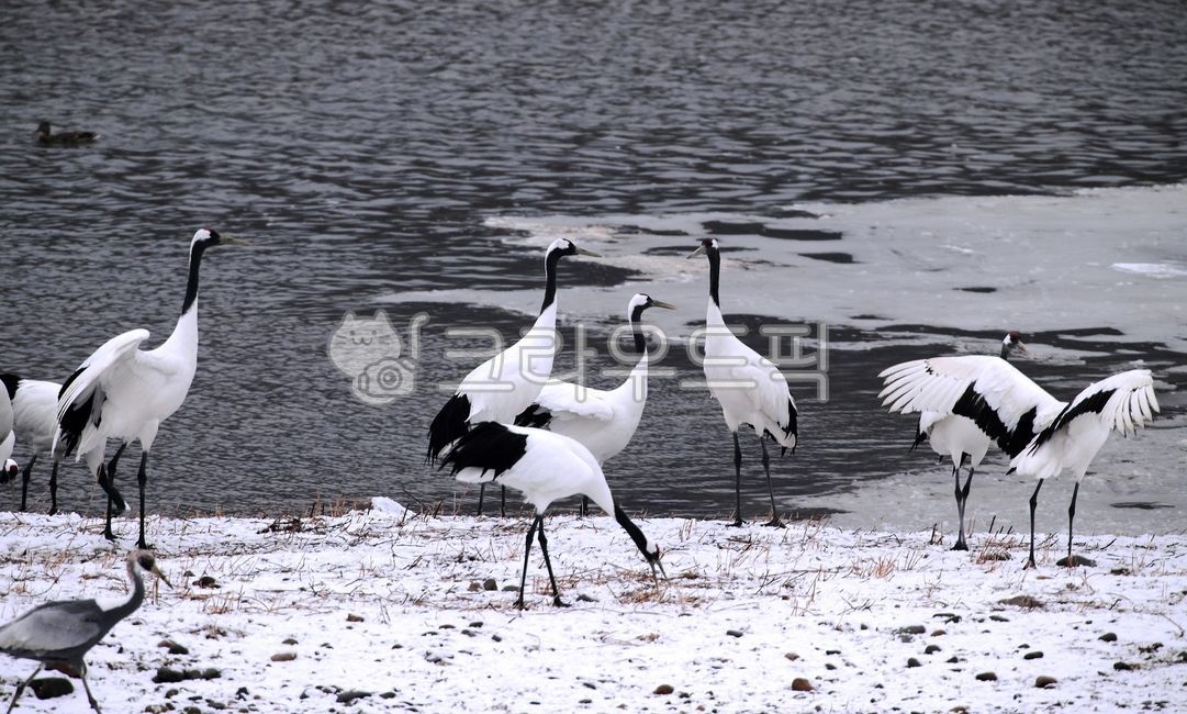 학, 철원학, 두루미, bird, 새, 사진,이미지,일러스트,캘리그라피 - 영산공작가