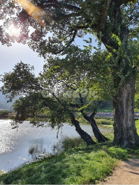 나무,반곡지,여름,바람,울창한,햇빛,시원한,tree,플레어