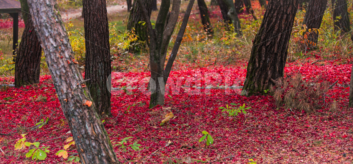 tree,나무,식물,plant,나무줄기,가을,계절,fall,autumn,season