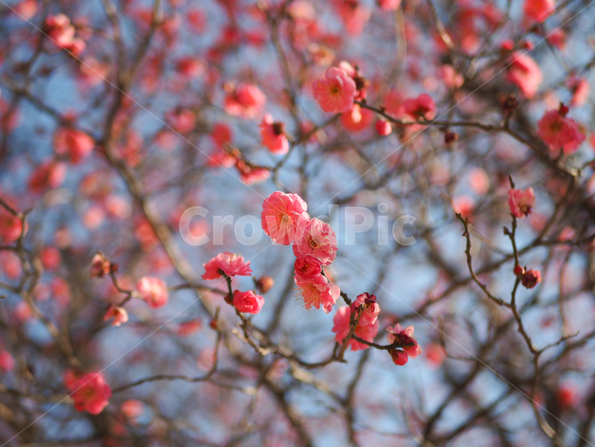 매화,꽃,spring,홍매화,봄,flower,식물,자연,plants,nature,꽃,flower