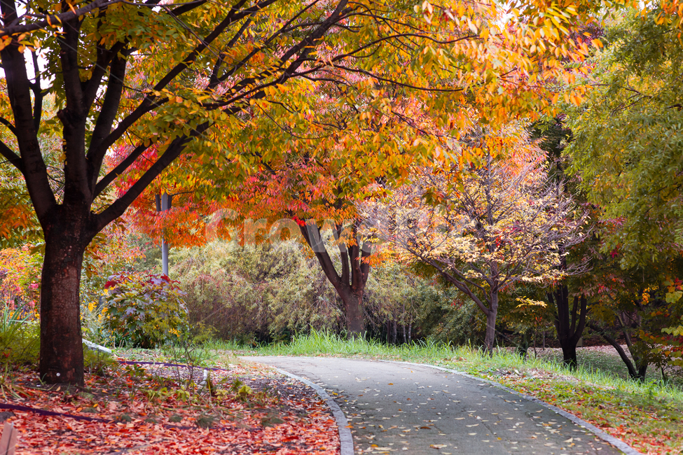배경,식물,가을빛,가을색,단풍색,단풍빛,가로수,공원,파크,나뭇잎,가을,늦가을,풍경,자연,붉은색,나무,붉은,산책로,백그라운드,가을풍경,노랑,노란,노랑색,노란색,만추,계절,오솔길,숲,숲속,삼림,단풍시즌,초겨울,가을단풍,서울숲,tree,plant,leaf,maple,leaves,길,숲길,fallenleaves,단풍,잎,낙옆,낙엽,autumn,가을,계절,fall,autumn,season,자연,풍경,nature,landscape