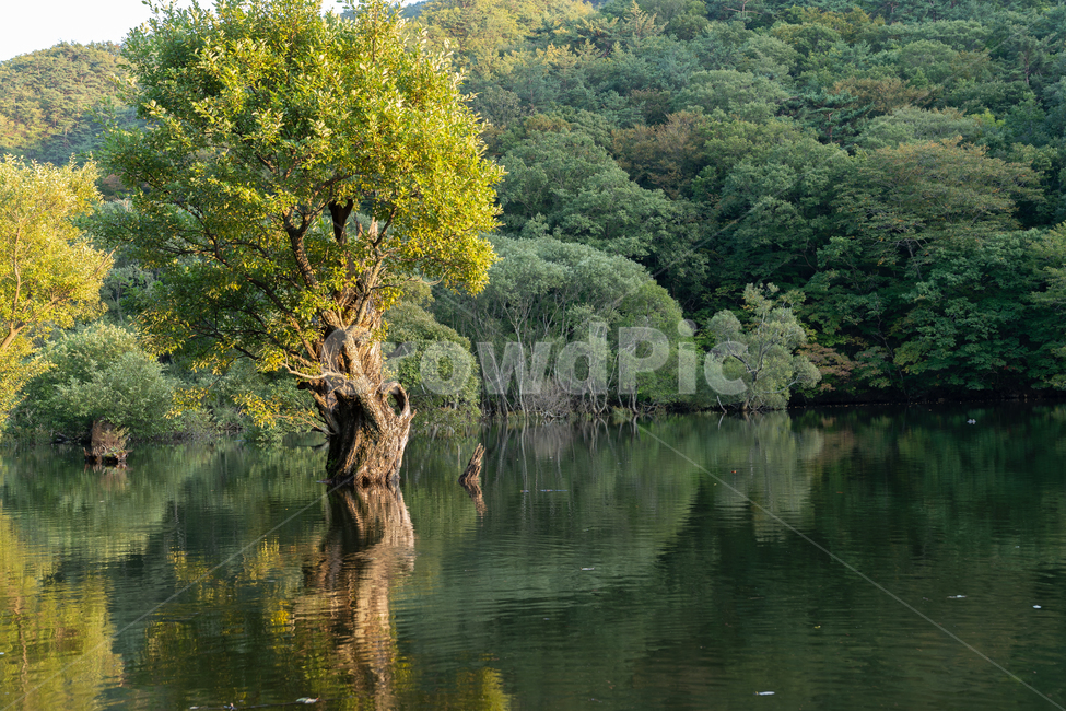 청송,주산지,나무,산,풍경,경치,강,저수지,가을,자연,풍경,nature,landscape,한국자연풍경,한국자연경관,korea nature landscape,water,물,outdoors,옥외,land,땅