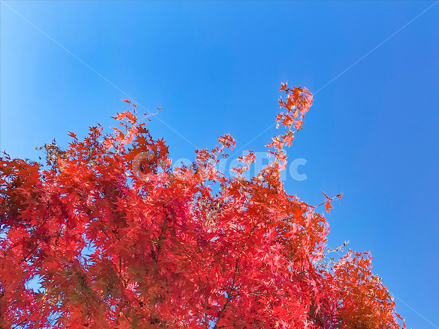 단풍,가을,maple,leaf,잎,가을,계절,fall,autumn,season,식물,자연,plants,nature,나무,trees,wood,tree,plant