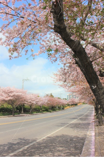 봄,벚꽃,자연,제주도,길,예쁜,꽃길,봄바람,벚꽃길,색감,봄,계절,spring,season,식물,자연,plants,nature,나무,trees,wood,plant,blossom,꽃,cherry blossom,flower