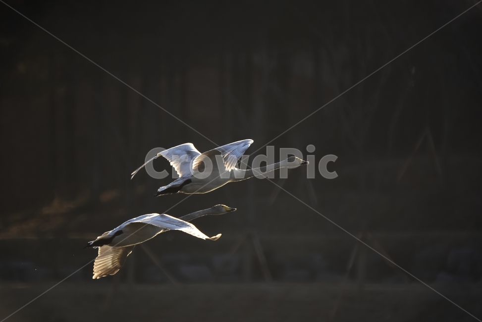 비상,백조,연호정,겨울,철새,겨울철새,펜닝,동물,animal,조류,새,birds