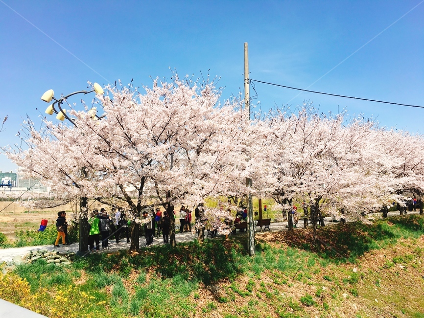 벚꽃,꽃,봄,하늘,벚꽃길,꽃놀이,꽃하늘,벚꽃하늘,햇살,풍경,길가,봄,계절,spring,season,plant,식물,blossom,flower