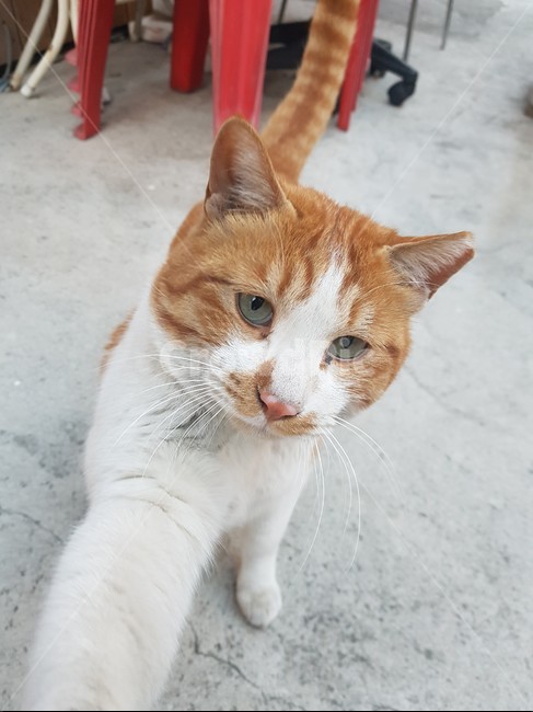 고양이,길고양이,동물,cat,animal,동물,animal,포유류,mammal,고양이,cat,kitten,kitty