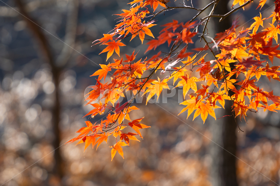 가을,단풍,낙엽,단풍잎,감성,풍경,자연,가을,계절,fall,autumn,season,leaf,잎,plant,식물,tree,나무