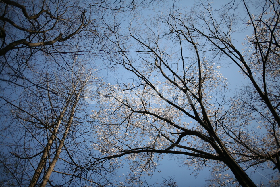 꽃,벚꽃,cherryblossom,blossom,식물,나무,tree,풍경,plant