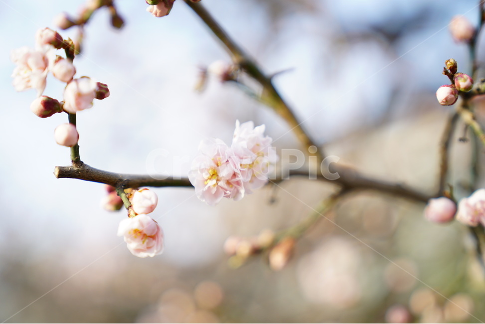 꽃,벚꽃,매화,꽃사진,클로즈업,봄,계절,spring,season,식물,자연,plants,nature,꽃,flower,plant