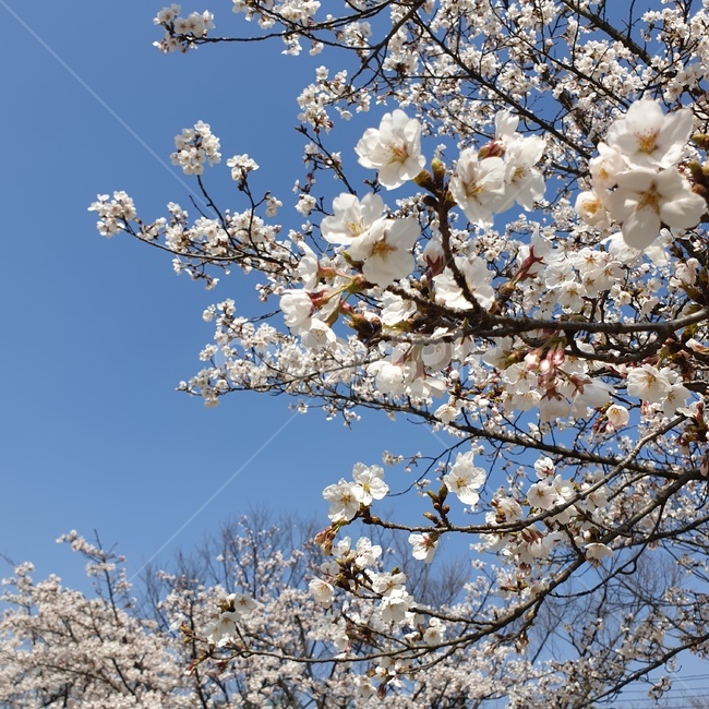 plant,식물,blossom,꽃,flower,cherryblossom,벚꽃