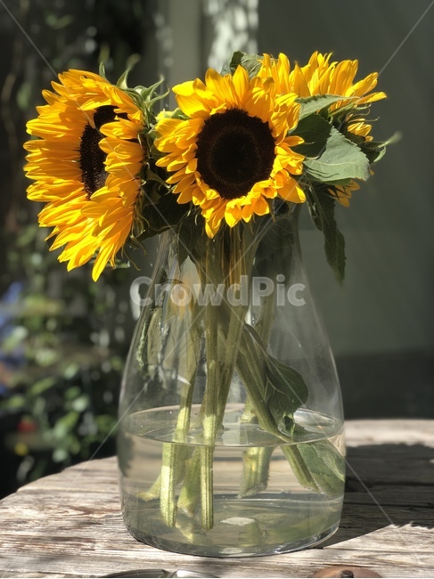 해바라기,꽃,화창한날,꽃병,선플라워,자연,sunflower