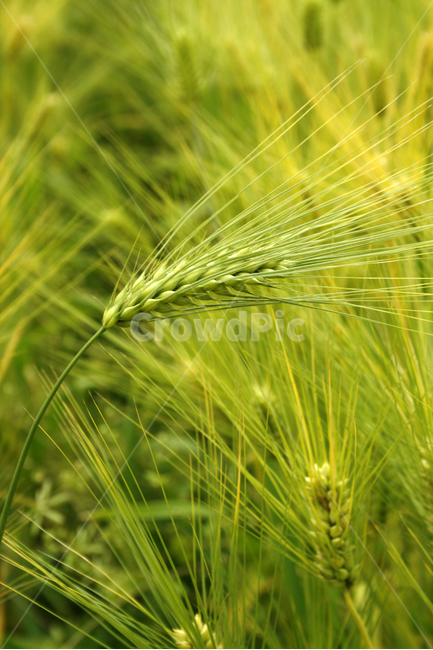 보리,밭,보리밭,식물,flower,plants,nature,풍경,식물,자연,plants,nature,곡류,곡식,cereals,산업,industry,industrial,농업,농사,agriculture,farming,farming industry