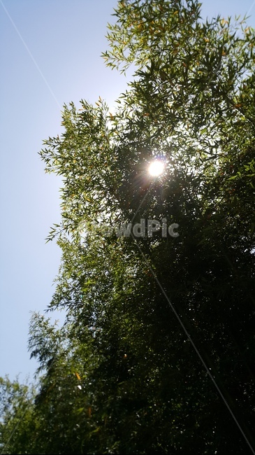 나무,해,그림자,코모레비,tree,자연,풍경,nature,landscape,light,빛,flare,플레어