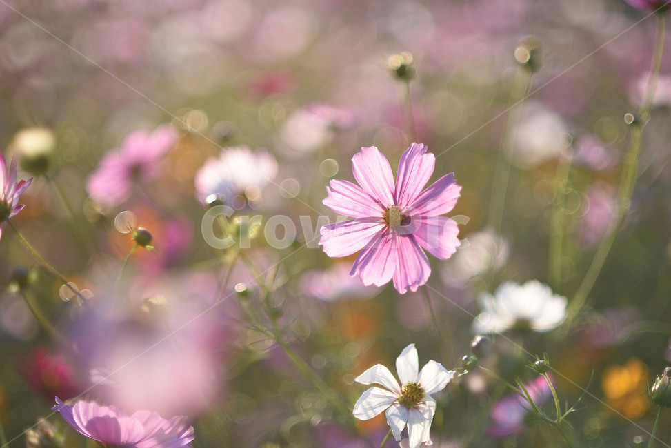 코스모스,식물,풍경,꽃,야생화,가을꽃,flower,가을,가을,계절,fall,autumn,season,식물,자연,plants,nature,꽃,flower,plant
