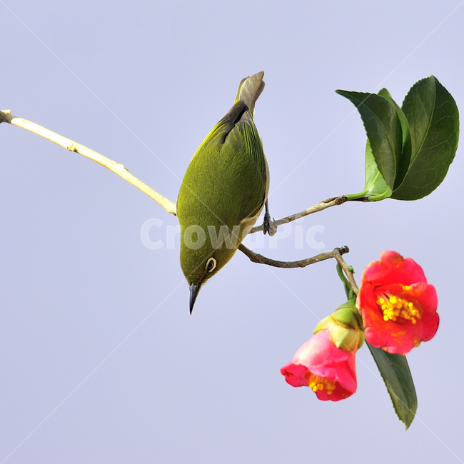 동박새,동백꽃,선운사,고창읍성,쪽돌의사진세상,사립문,식물,자연,plants,nature,꽃,flower,동물,animal,조류,새,birds,색깔,색상,색채,색감,color sense,color sensitivity,feeling of color