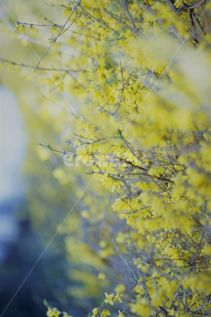 봄,개나리,봄꽃,식물,자연,노란색,계절,spring,season,beauty,flower,nature,봄,계절,spring,season,식물,자연,plants,nature,꽃,flower,tree,나무,plant