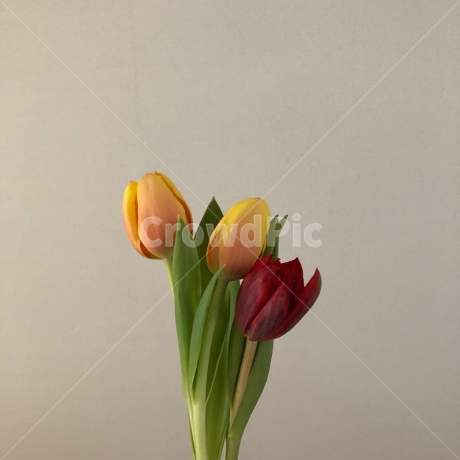 plant,flower,blossom,feeling,sensible,nature,식물,꽃,자연,색감,색깔,색채,시즌,감성사진,힐링,감성,배경,봄,art,미술,수채화,flowerarrangement,튤립,tulip,근접,꽃,flower