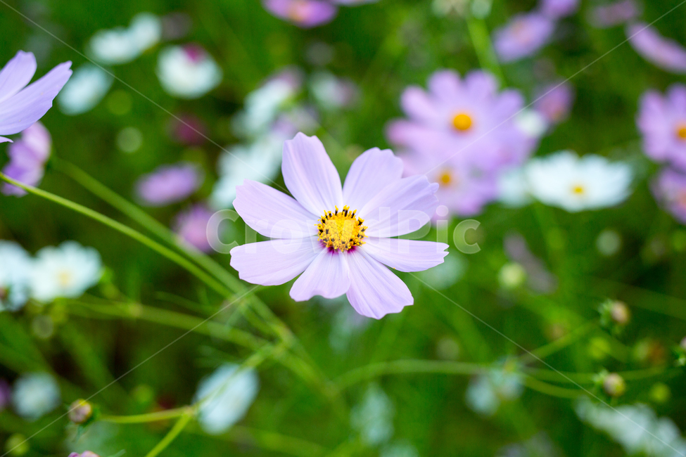 plant,식물,flower,꽃,blossom,코스모스,cosmos,가을,계절,fall,autumn,season,식물,자연,plants,nature,꽃,flower,daisies,데이지,daisy