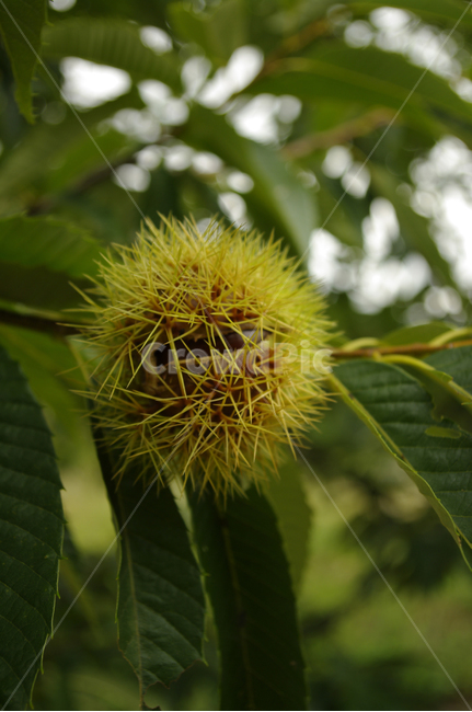 밤송이,밤나무,밤,나무,plant,과일,열매,fruit