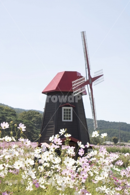 코스모스,식물,꽃,꽃봉오리,풍경,사진,단독사진,디자인,소스,포토,사진자료,배경,배경사진,백그라운드,한국,동양,아시아,자연,환경,실외,낮,아침,봉오리,잎,꽃잎,7월,8월,9월,가을,가을꽃,여름꽃,꽃밭,아웃포커스,접사,근접,여름,녹색,야외,역광,가을하늘,가을,계절,fall,autumn,season,자연,풍경,nature,landscape,한국자연풍경,한국자연경관,korea nature landscape,식물,plants,꽃,flower,building,건물