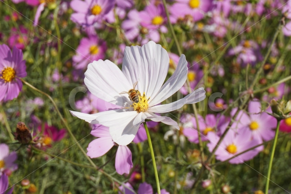 가을,꽃,벌,코스모스,계절,fall,autumn,flower,bee,season,cosmos,가을,계절,fall,autumn,season,식물,자연,plants,nature,꽃,flower,동물,animal,곤충,벌레,insect,bug,plant