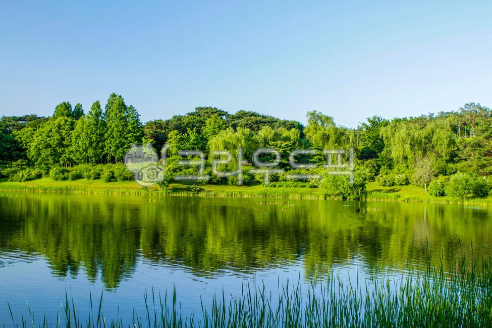 서울,공원,올림픽공원,호수,몽촌호,산책,산책로,숲,옥외,자연,나무,식물,park,lake,forest,outdoors,nature,tree,plant