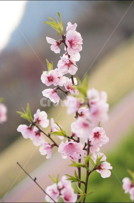 복사꽃,연핑크,길가,봄,해,봄,계절,spring,season,식물,자연,plants,nature,꽃,flower,plant