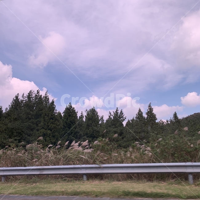 식물,나무,가을,가을나무,tree,fall,자연,풍경,nature,landscape,plant,fir,전나무