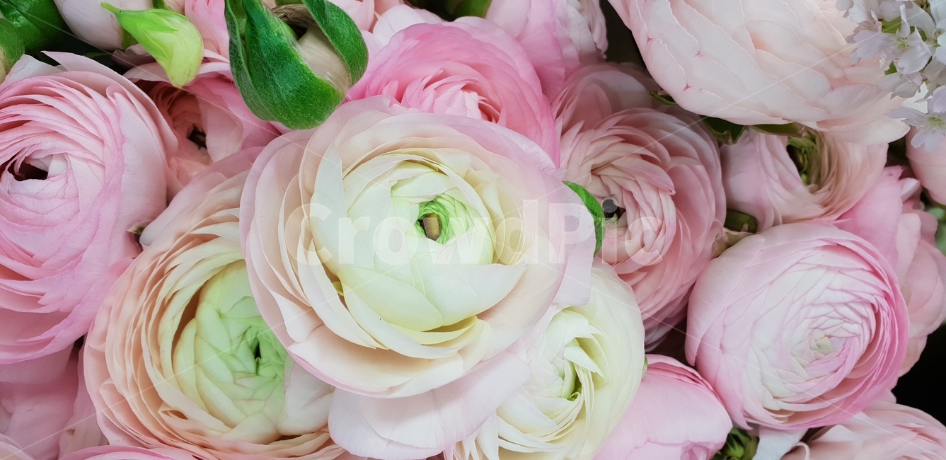 핑크꽃,다발꽃,예쁜꽃,봄꽃,화사한꽃,꽃,flower,기념일,축하,anniversary,congratulation,celebrate,celebration