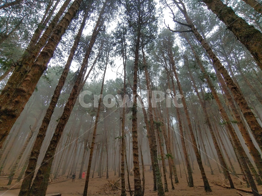 tree,나무,숲,forest,초목,자연,풍경,nature,landscape,plant,식물,vegetation