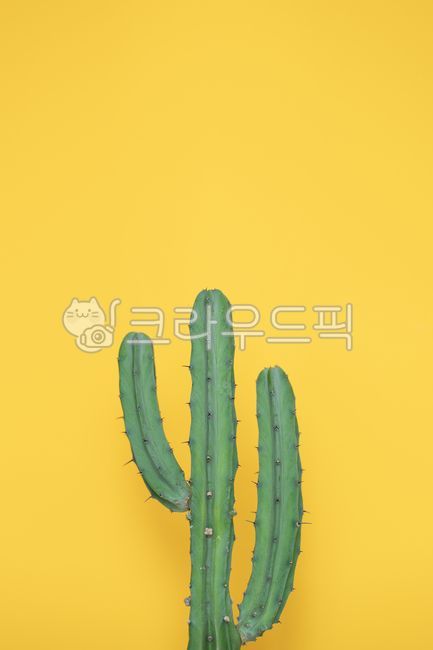 만세선인장,선인장,배경,노란색,식물