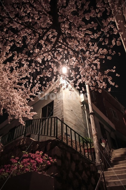 cherryblossom,flower,꽃,벚꽃,blossom,야경,nightsight,봄,계절,spring,season,야경,밤,풍경,nightscape,night,landscape