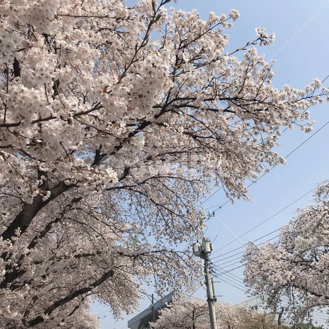 봄,벚꽃,벚꽃나무,나들이,꽃놀이,봄나들이,봄벚꽃,봄나무,예쁜꽃