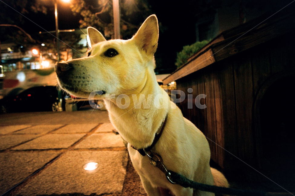 필름,필름사진,필름느낌,필름감성,백구,강아지,멍멍이,개,반려견,애완견,반려동물,애완동물,펫,진돗개,진도개,흰둥이,순둥이,관찰,응시,구경,mammal,dog,animal,pet,동물,animal,포유류,mammal,개,강아지,dog,doggy
