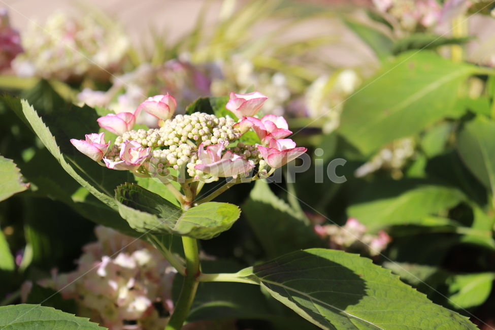 꽃,자연,봄,화사한,아름다운,식물,자연,plants,nature,꽃,flower