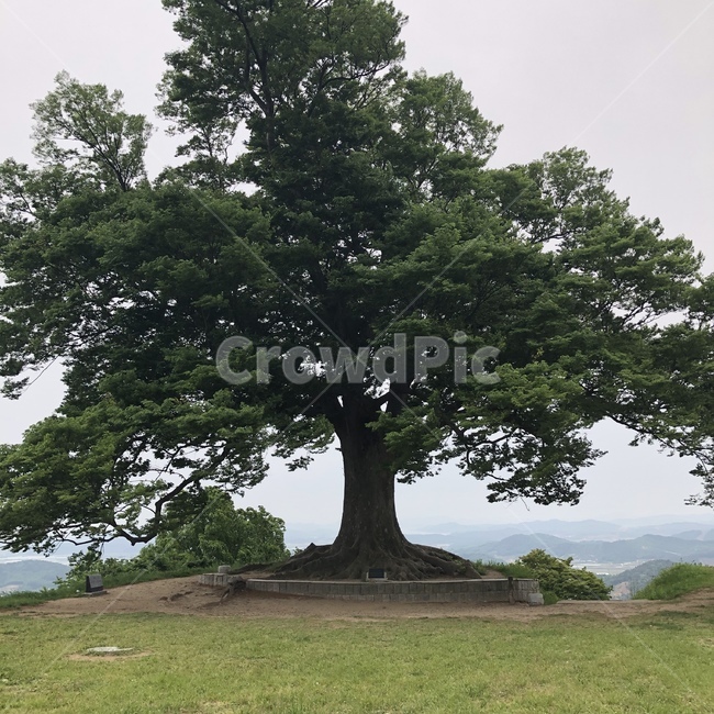 사랑나무,부여사랑나무,성흥사랑나무,느티나무,산정상